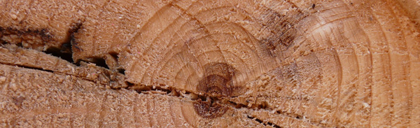 unbehandeltes Holz